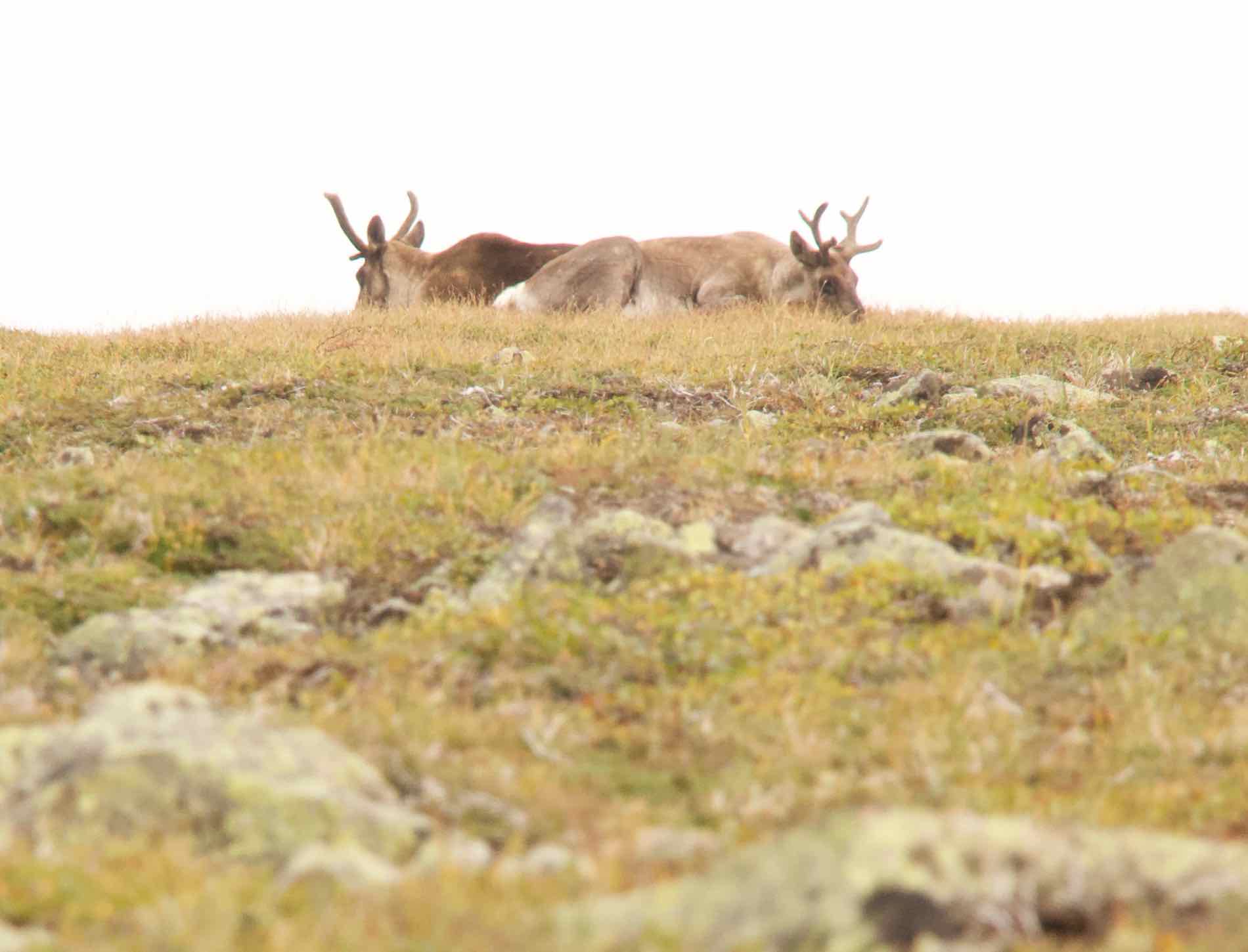 Gaspesie Nationalpark